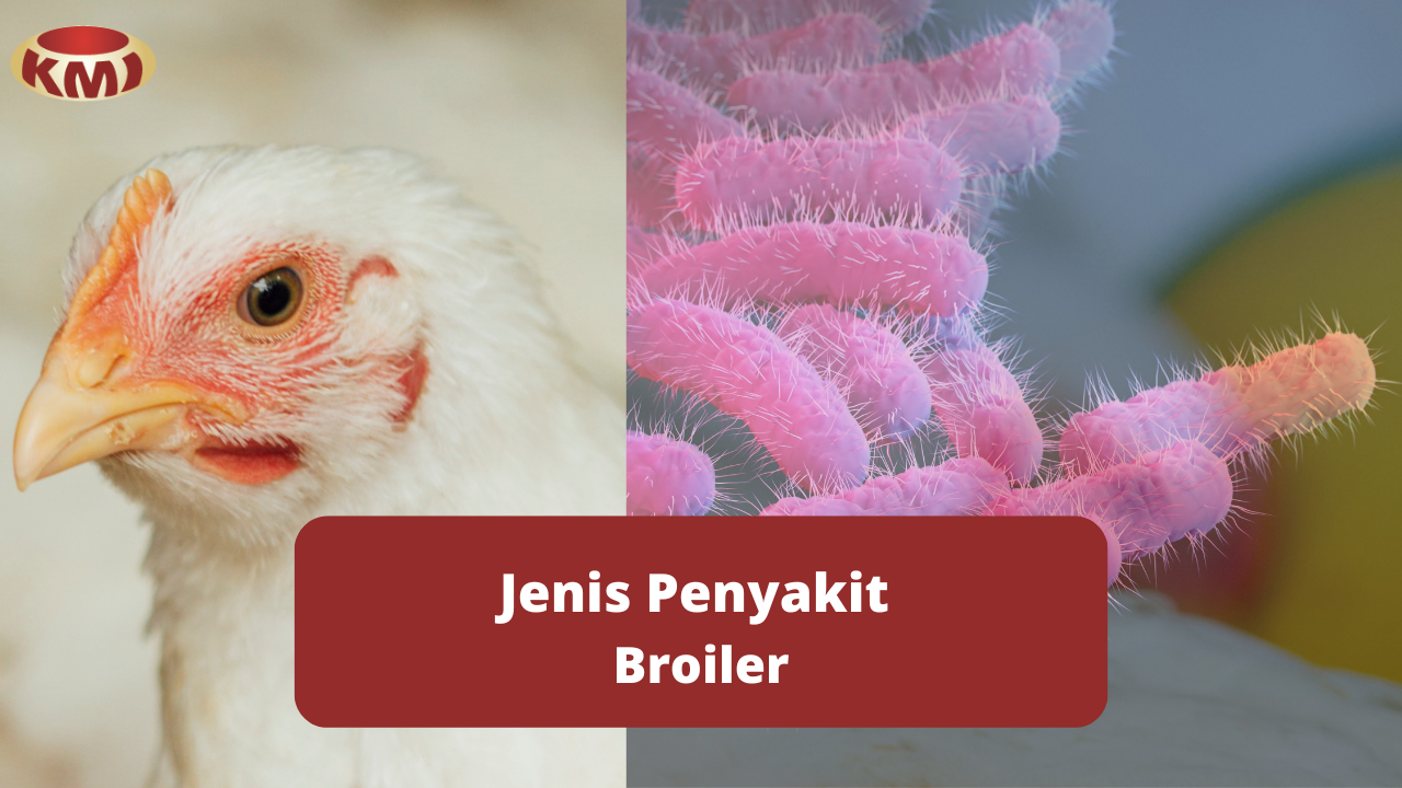 Perbedaan Penyakit Yang Menjangkit Ayam Broiler